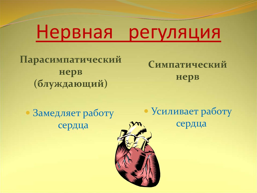 Работу сердца усиливают. Что усиливает работу сердца. Блуждающий нерв замедляющий работу сердца. Что замедляет работу сердца. Строение и работа сердца цель: _________________________.