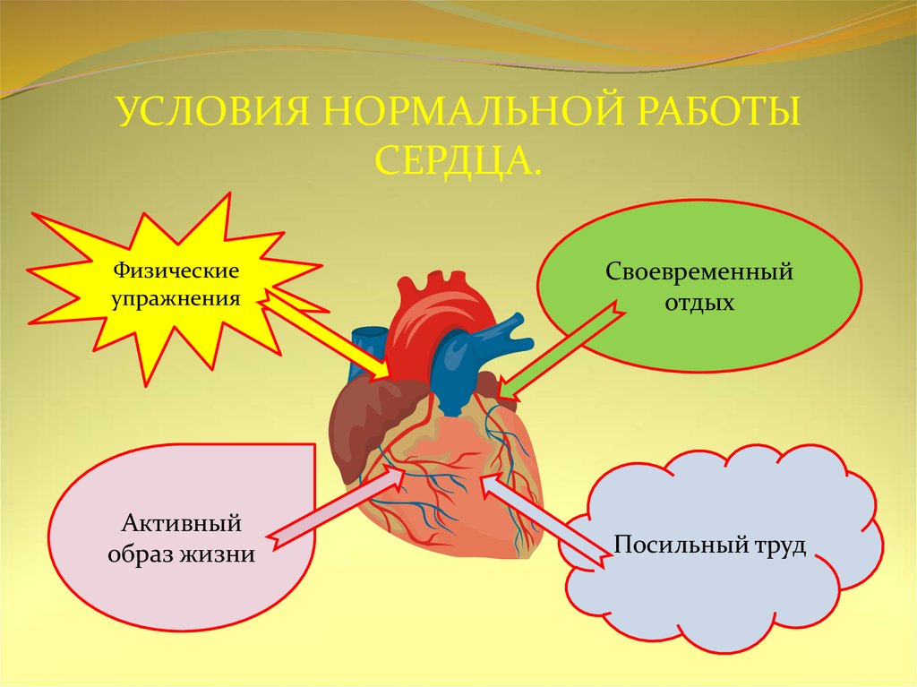 Нормальная деятельность. Условия работы сердца. Нормальная работа сердца. Практическая работа работа сердца. Как изучать работу сердца.