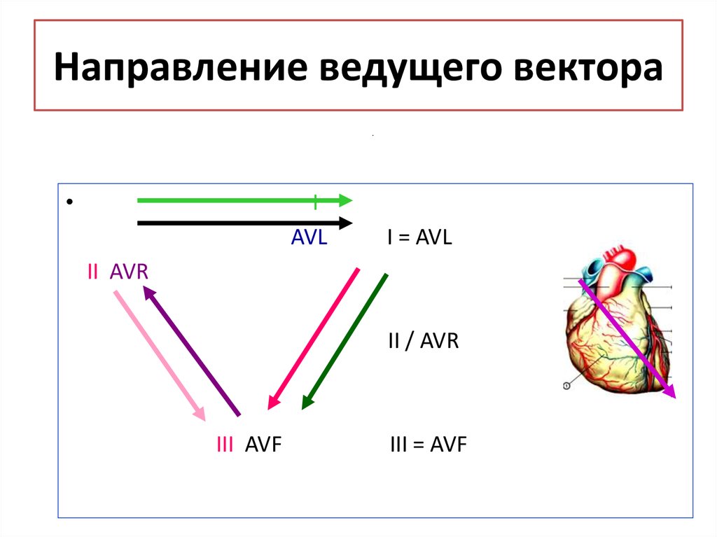 Вести направление. Переходная зона АВЛ.