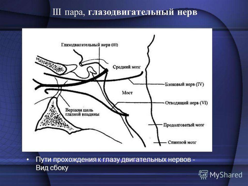 Три черепных нерва. 3 Пара черепных нервов схема. III пара-глазодвигательный нерв (n. oculomotorius). 4 Пара черепных нервов схема. 3 Пара черепных нервов анатомия.