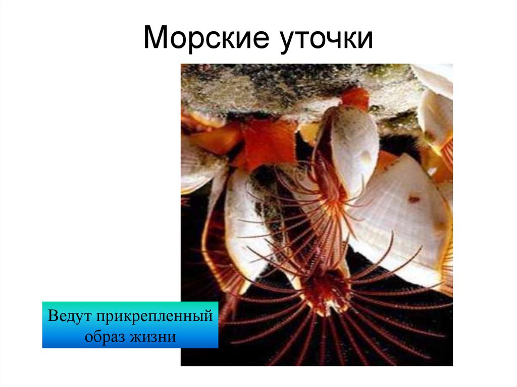 Прикрепленный образ жизни. Прикреплённый образ жизни ведут. Морские животные ведущие прикрепленный образ жизни. Что такое прикрепленный образ жизни у животных. У кого прикрепленный образ жизни.