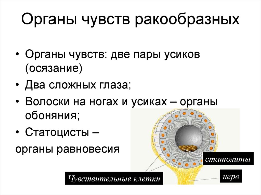 Органы чувств 7 класс биология презентация