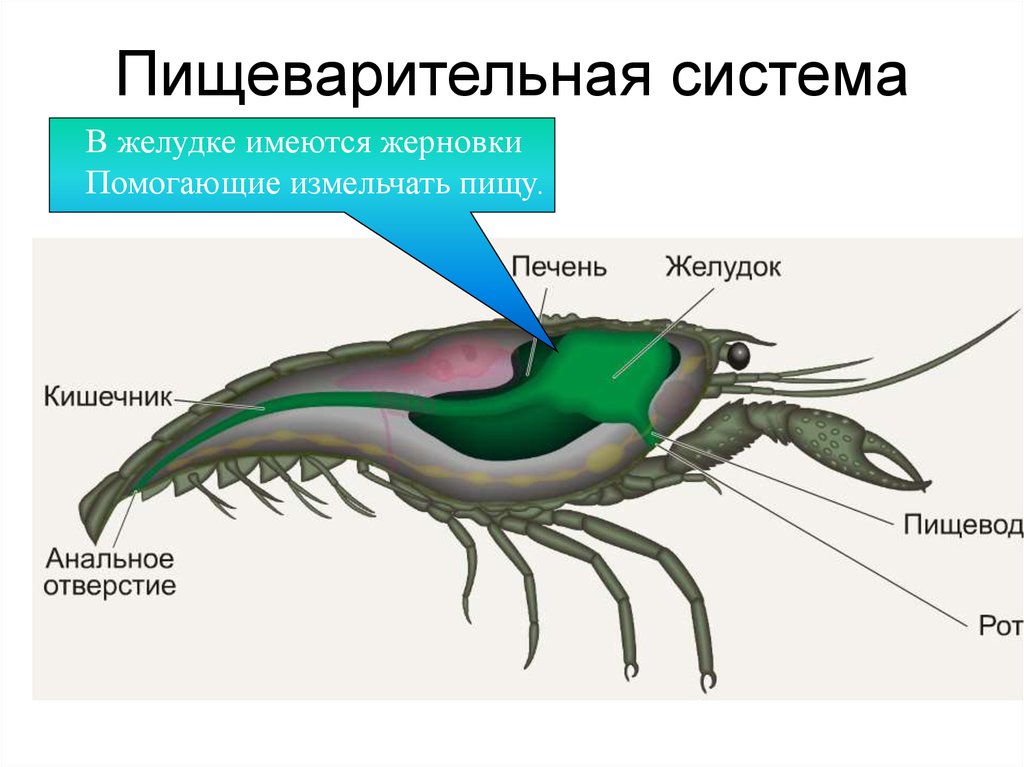 Какие железы у ракообразных