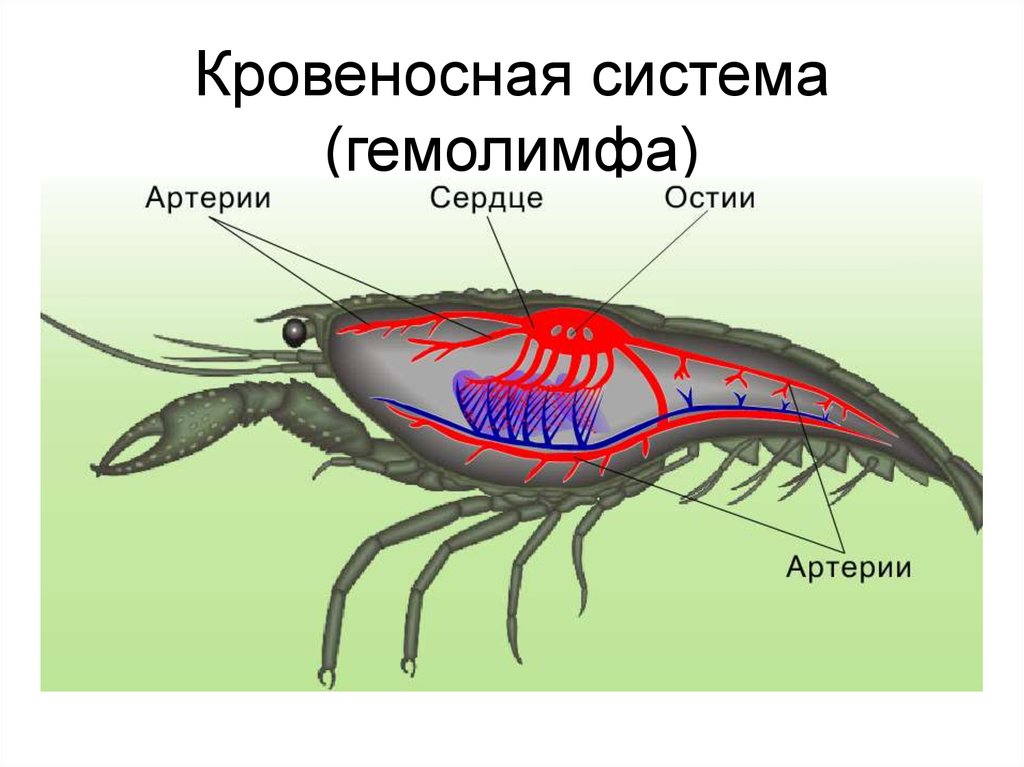 Кровообращение у насекомых