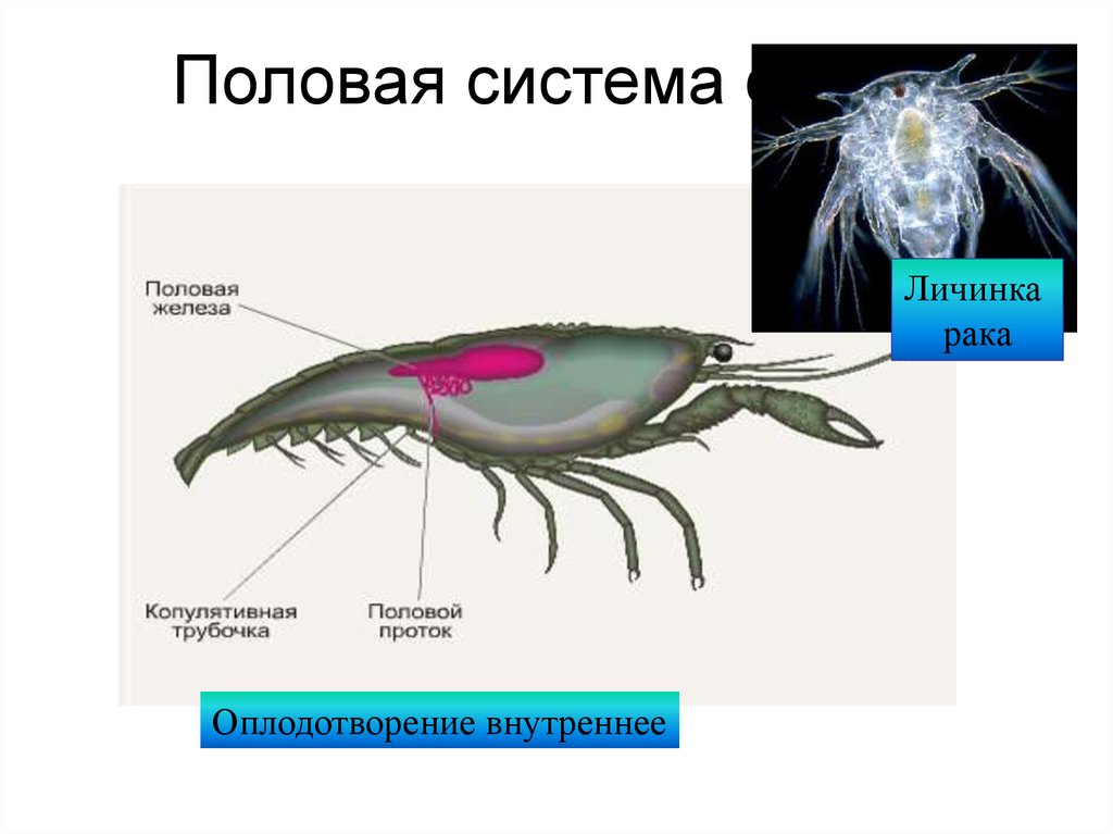 Органы чувств ракообразных. Членистоногие половая система. Половая система ракообразных. Органы нервной системы ракообразных. Членистоногие насекомые половая система.