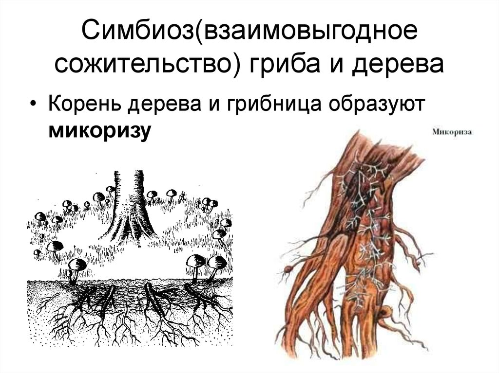 Симбиоз березы и гриба. Симбиоз грибницы с корнем дерева. Симбиоз грибов с корнями деревьев.