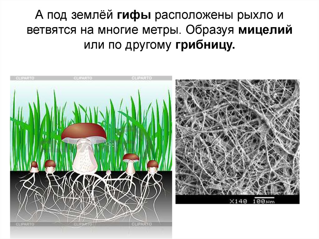 Мицелий образует гифы. Грибница опенка под землей. Грибница белых грибов под землей. Мицелий грибов под землей. Как выглядит грибница у грибов.