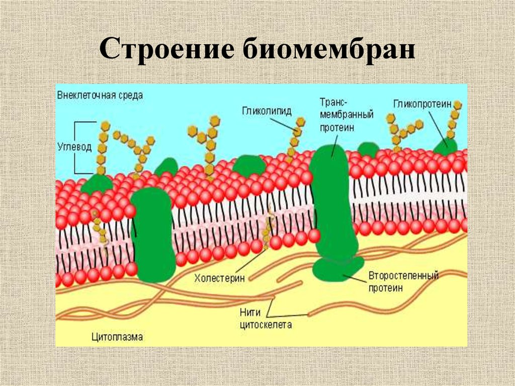 Клеточная мембрана какая. Строение биологической мембраны клетки. Строение биомембраны клетки. Строение биомембраны липидов. Строение элементарной биологической мембраны.