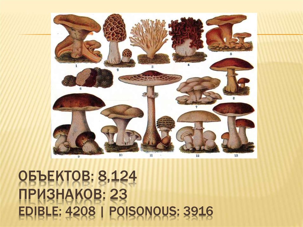 Объектов: 8,124 Признаков: 23 Edible: 4208 | Poisonous: 3916