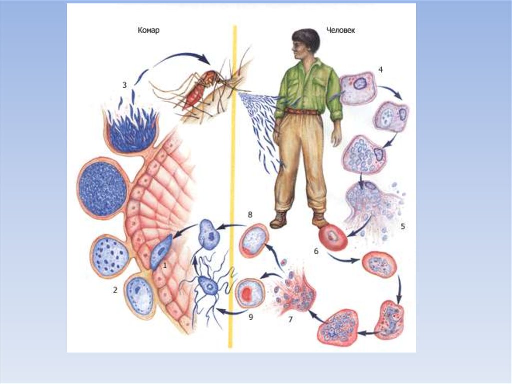 Малярийный плазмодий в кишечнике. Цикл жизни малярийного плазмодия. Цикл малярийного плазмодия 7 класс. Жизненный цикл малярийного плазмодия. Стадии жизненного цикла малярийного плазмодия.