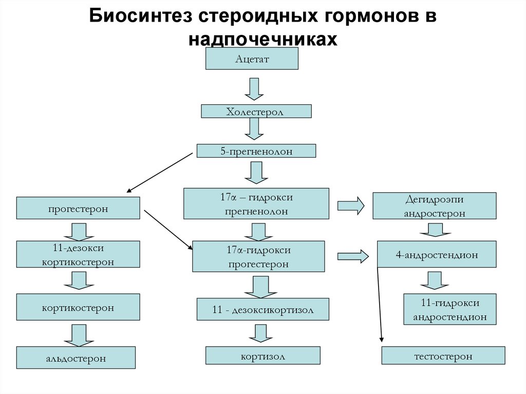 Схема стероидных гормонов