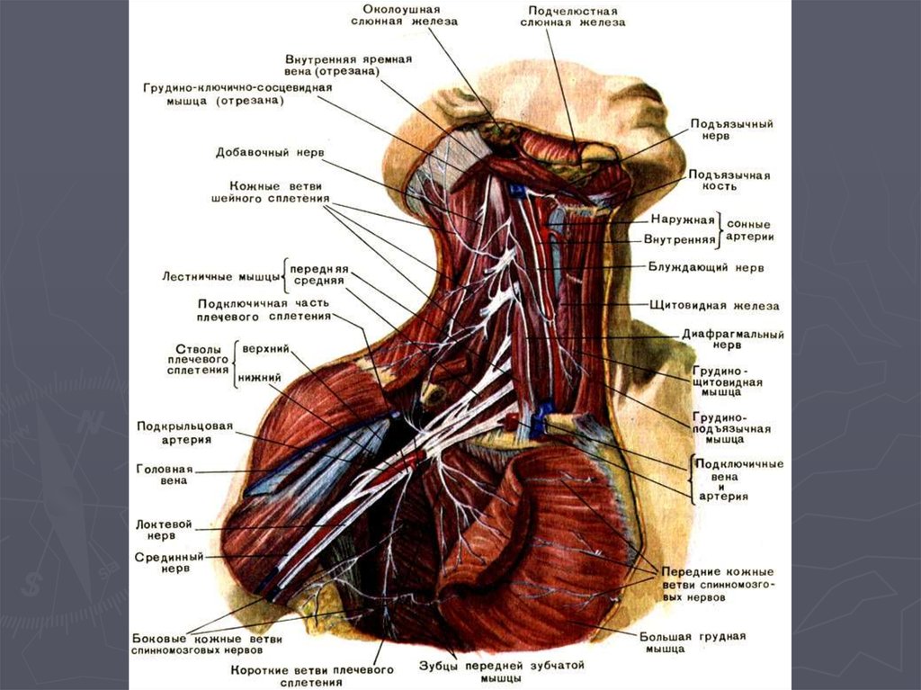 Нервы в мышцах. Шейная петля анатомия иннервация. Шейное сплетение нервы анатомия. Шейное сплетение диафрагмальный нерв. Шейное сплетение Синельников.