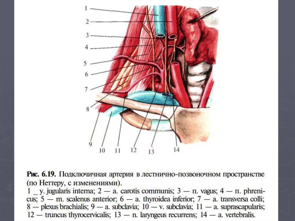 Строение шеи человека фото с описанием