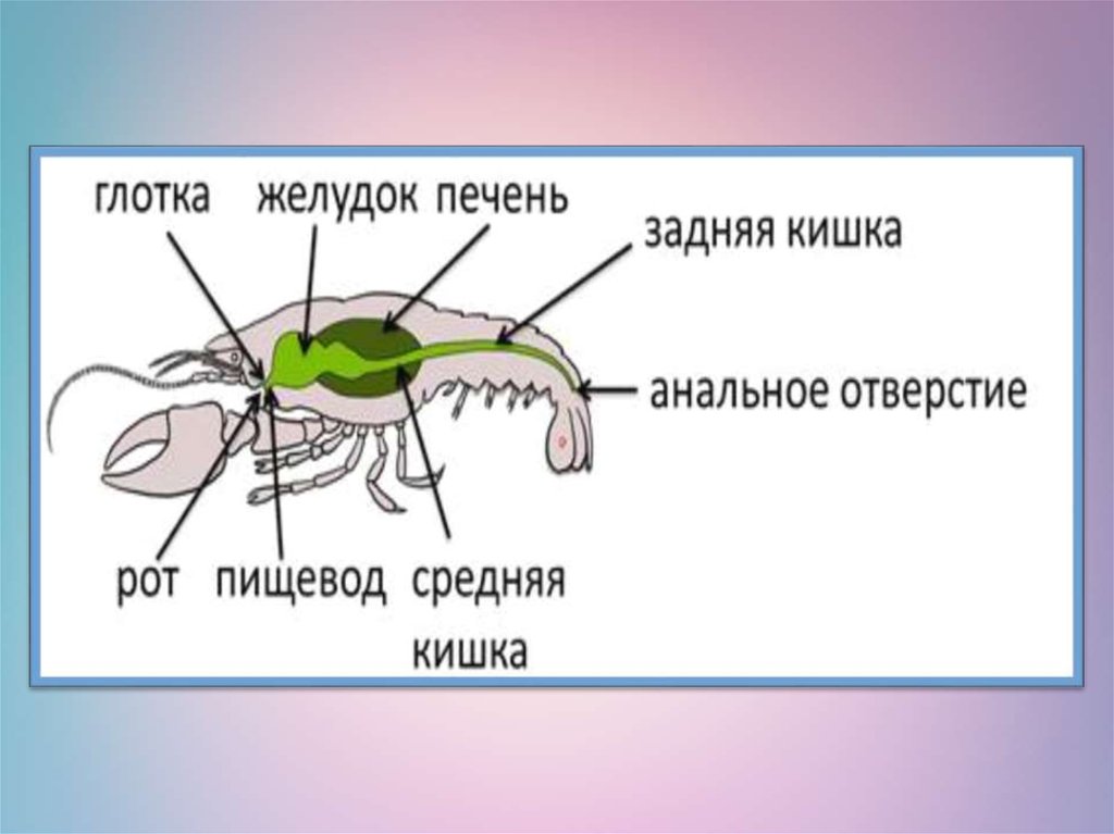 Пищеварительная система ракообразных. Пищеварительная система паукообразных. Органы пищеварения обмен веществ и превращение энергии 7 класс. Пищеварительная система хищников.