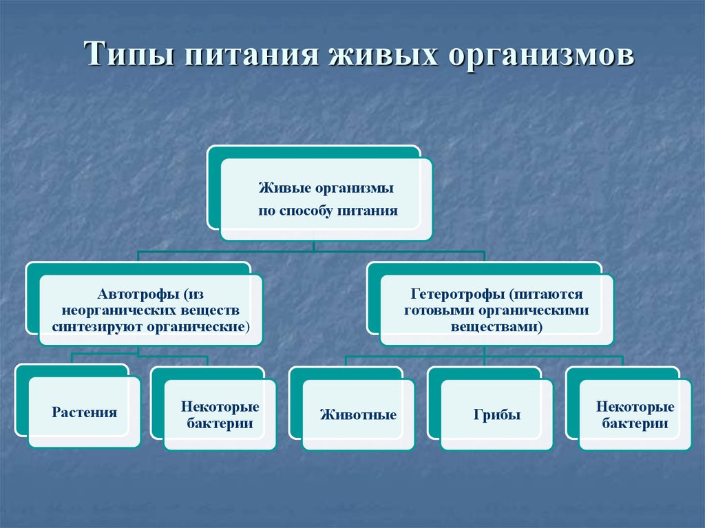 Органы пищеварения обмен веществ и превращение энергии 7 класс презентация