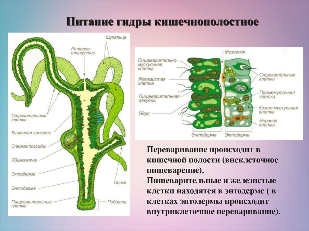 Какие признаки характерны для животного изображенного на рисунке гидра