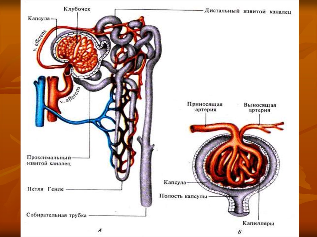 Основной орган мочевыделительной системы человека. Строение выделительной системы человека анатомия. Выделительная система человека 8 класс биология. Схема строения мочевыделительной системы. Выделительная система человека схема 8 класс.