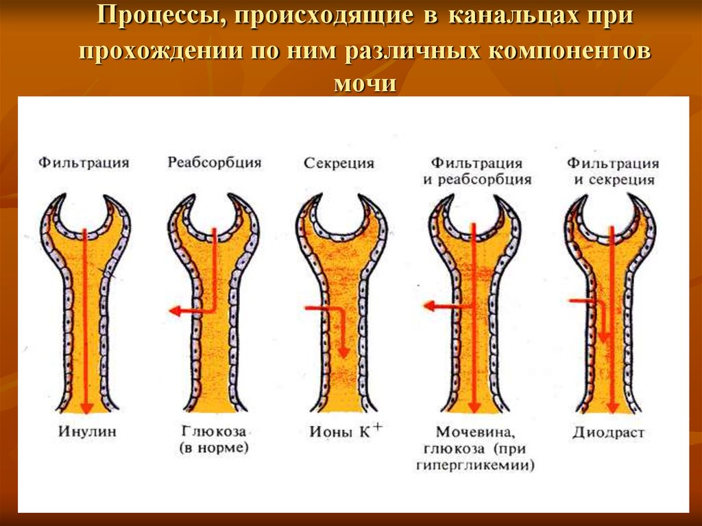 Как происходит процесс. Процессы происходящие в канальцах. Характеристика выделительных процессов. Кратко. В канальцах осуществляются процессы:. Процесс реабилитации компонентов мочи животных происходит в.