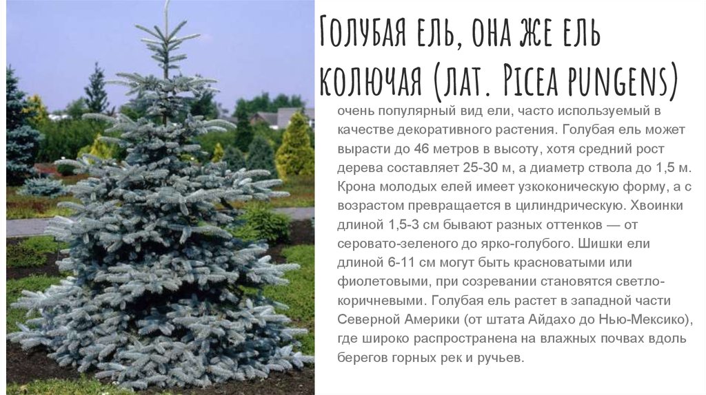 Ель рефлекса фото и описание