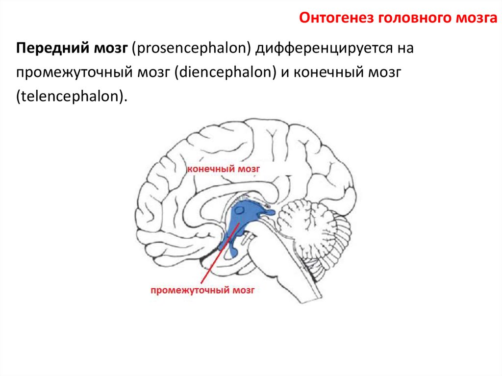 Нервные центры промежуточного мозга. Аномалии развития головного мозга. Prosencephalon отделы. Telencephalon.