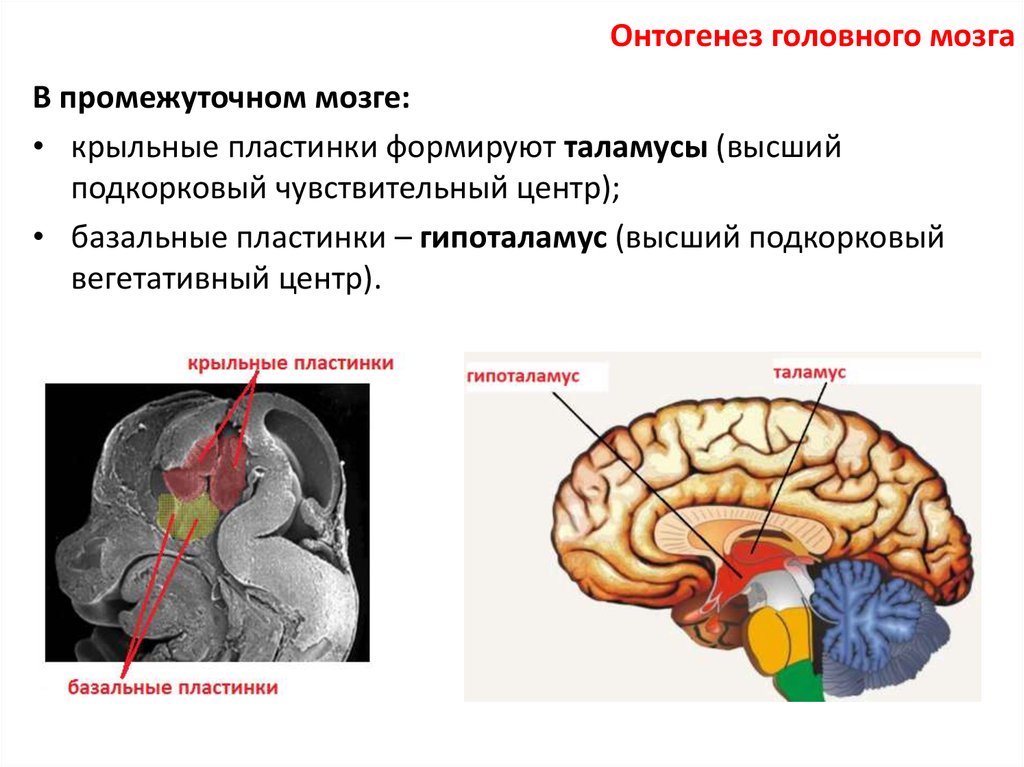 Подкорковые вегетативные центры. Онтогенез головного мозга. Высший подкорковый центр. Подкорковый чувствительный центр. Мозговые пластинки таламуса.