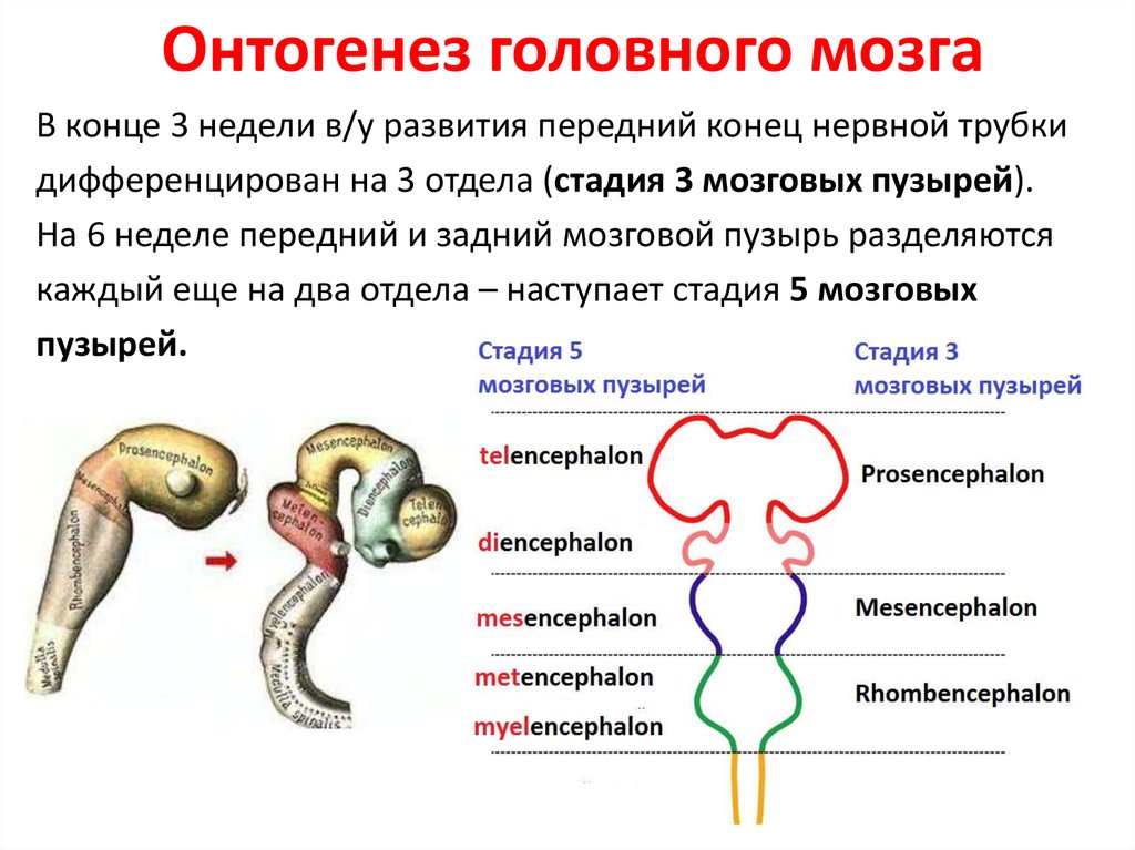 Эмбриогенез мозга человека. Эмбриогенез головного мозга схема. Онтогенез нервной системы головного мозга. Схему развития головного мозга человека. Опишите этапы онтогенеза отделов мозга.