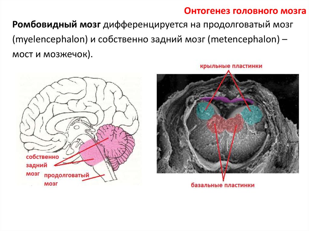 Восприятие в онтогенезе. Онтогенез головного мозга. Ромбовидный мозг. Средний и ромбовидный мозг. Голове мозг ромбовидный мозг.