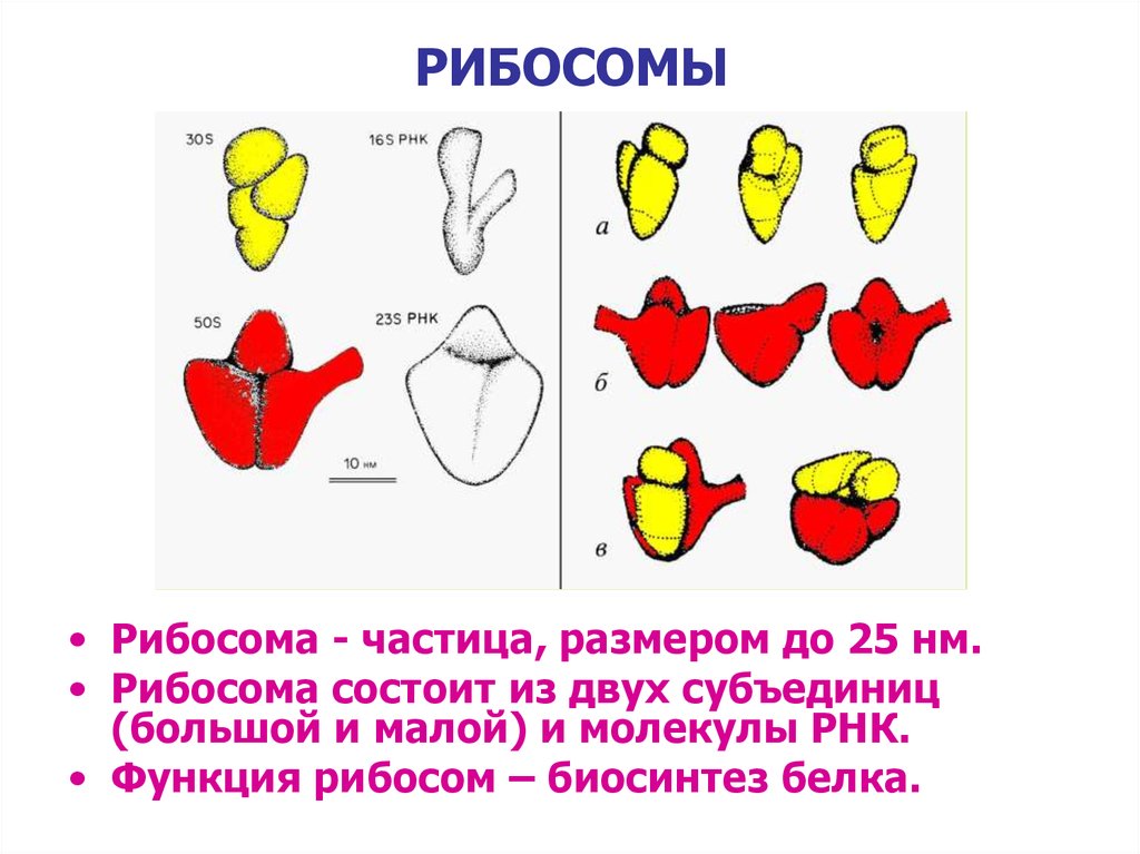 Рибосома процесс впр. 23s рибосомы. Рибосомы функции. Рибосомы 70s типа. Центры рибосомы и их функции.