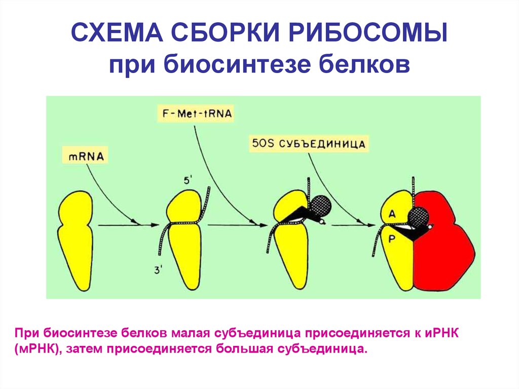 Сборка субъединиц рибосом где