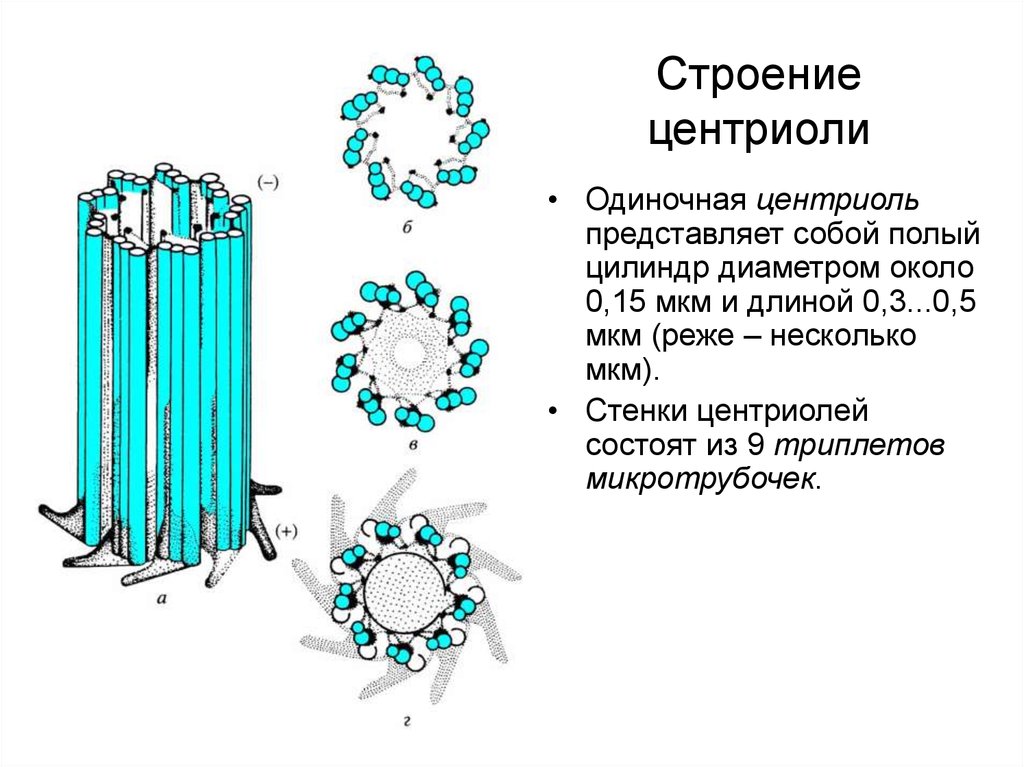 Клеточный центр рисунок карандашом