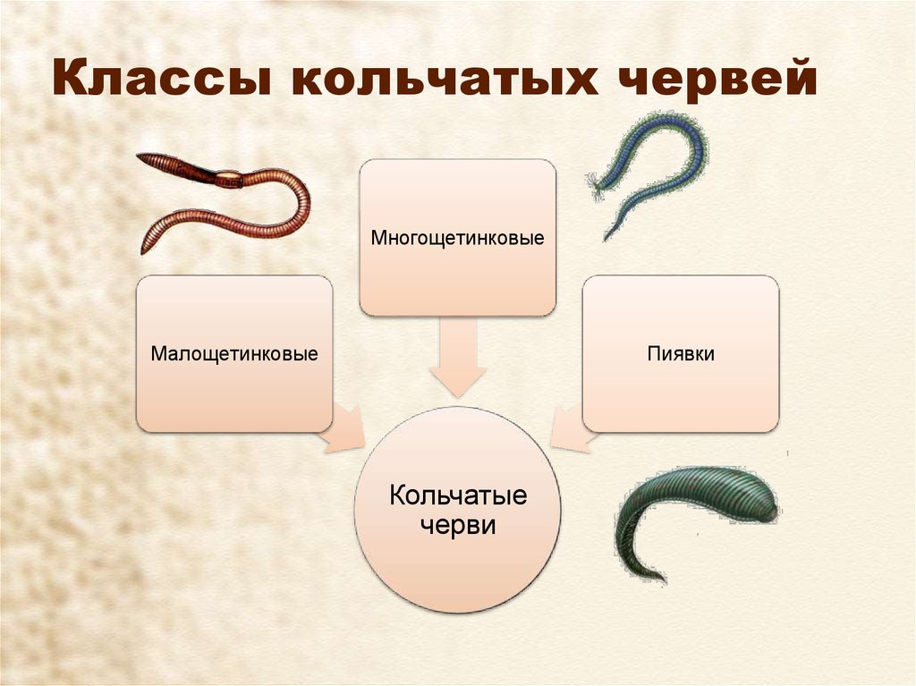 Кольчатые черви примеры животных названия. Тип кольчатые черви 7 класс биология. Классы кольчатых червей 7 класс. Тип круглые черви и кольчатые черви. Классы кольчатые черви 7 класс.