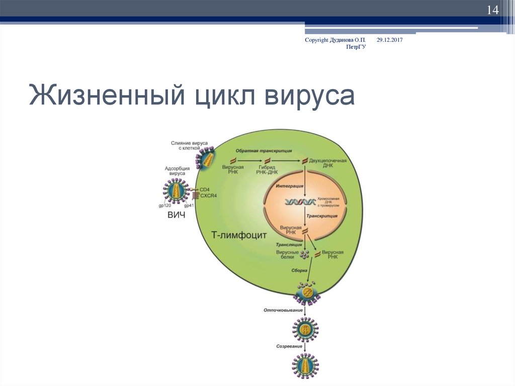 Жизненный цикл вируса. Фазы жизненного цикла вируса. Этапы жизненного цикла вируса. Этапы жизненного цикла вируса биология. Этапы жизненного цикла компьютерного вируса.