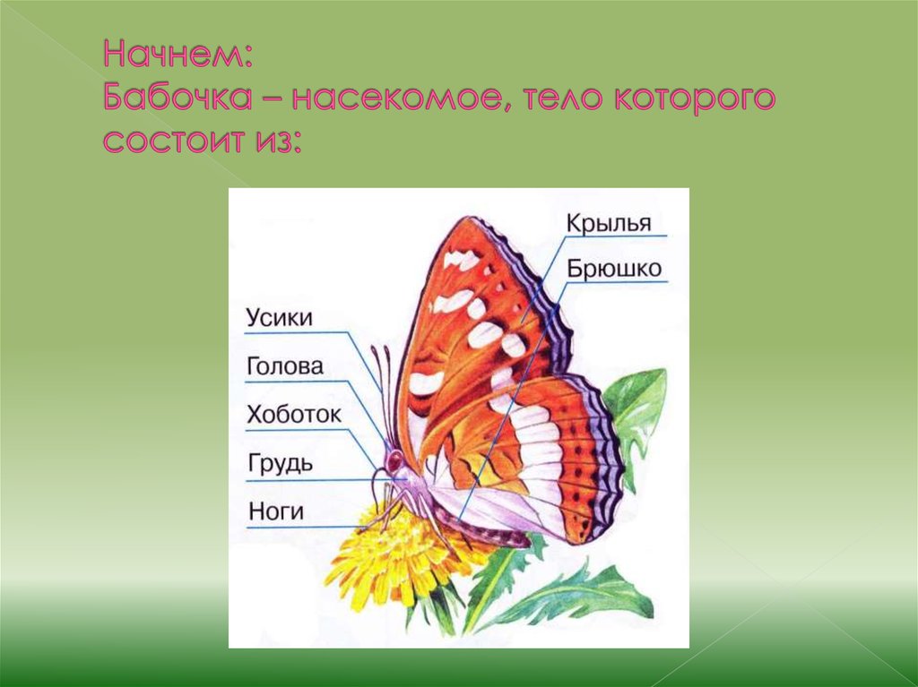 Начнем: Бабочка – насекомое, тело которого состоит из: