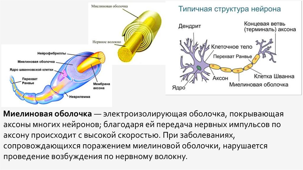 Миелиновая оболочка функции. Состав миелиновой оболочки нервного волокна. Миелиновая оболочка рисунок. На схеме строения нейрона миелиновая оболочка. Миелиновые мембраны структуры.