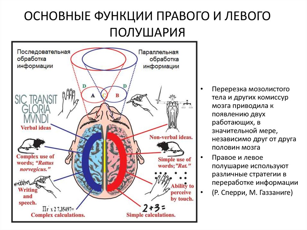 Функции правого и левого полушария. Левое и правое полушарие мозга функции. Функции левого полушария. Функции левого полушария и правого полушария.