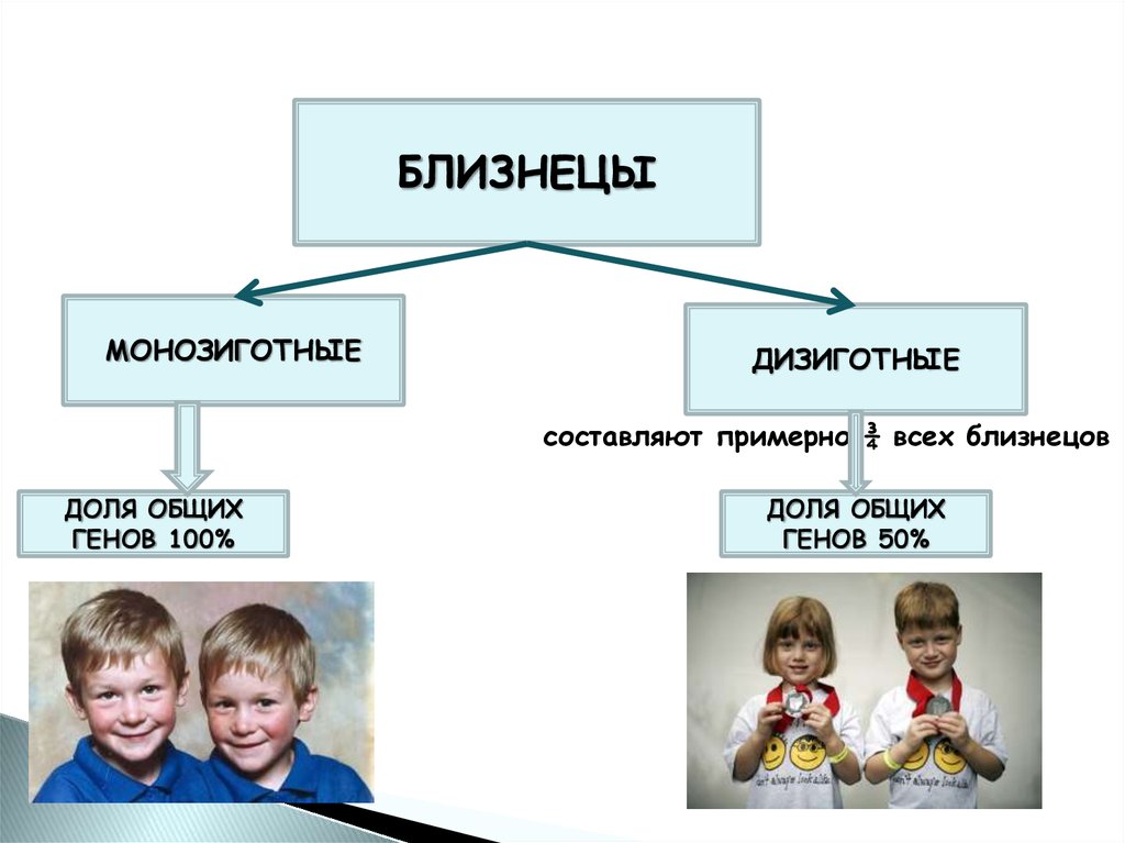 Близнецовый метод генетики картинки