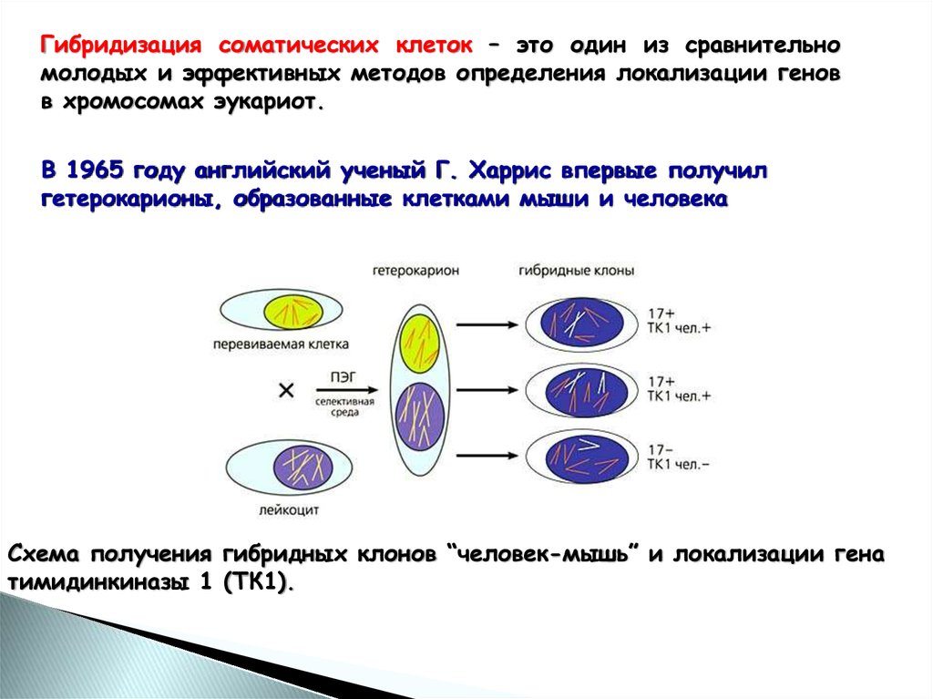 Клеточные гибриды