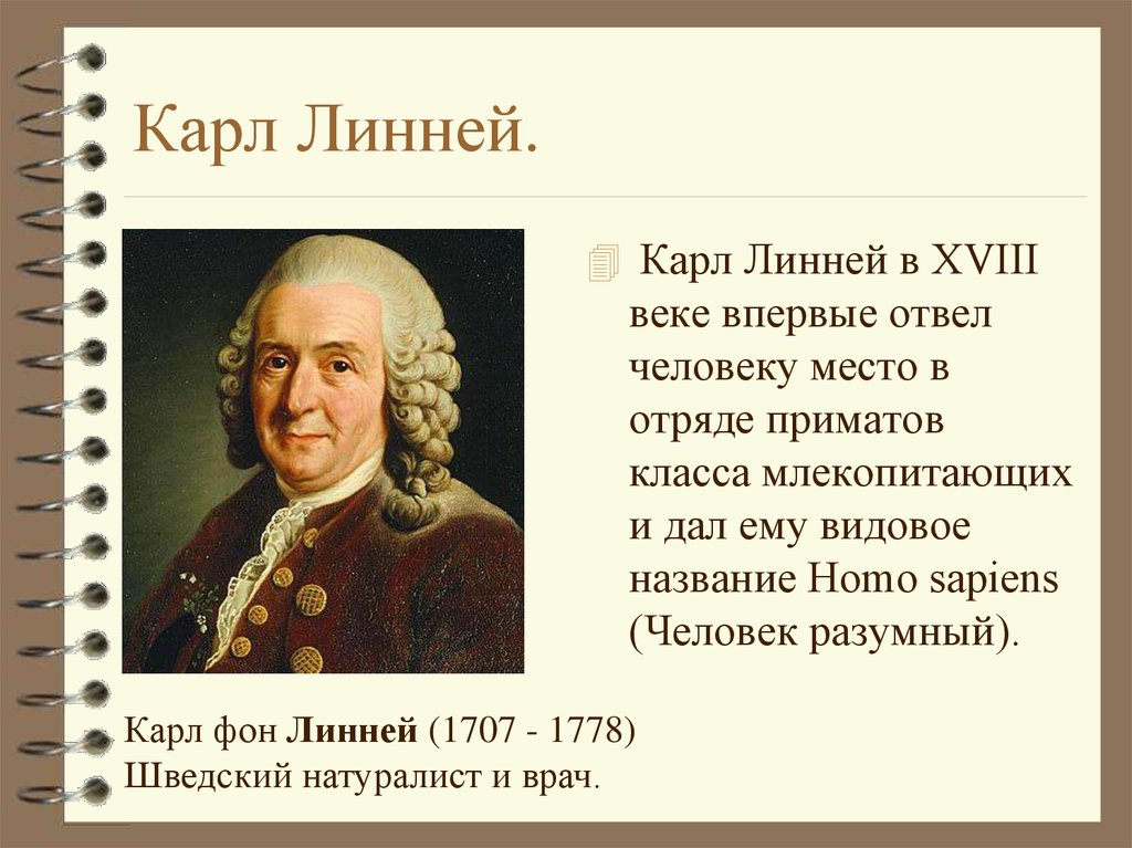 К линней. Карл Линней. Карла фон Линнея. Карл Линней кратко. Homo sapiens Карл Линней.