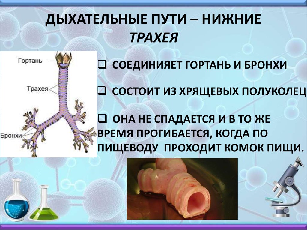 Трахея образована. Дыхательная трахея. Органы дыхания трахеи. Трахея дыхательные пути.