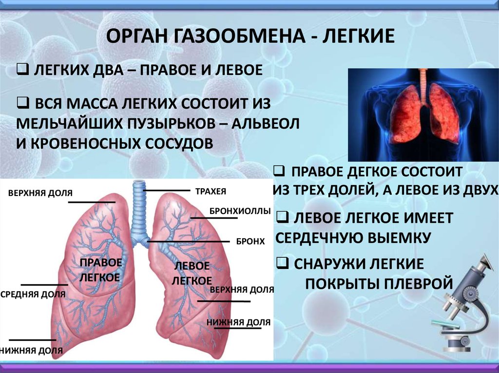 Что самое важное при работе с дыханием. Дыхательная система газообмен. Органы человека легкие. Дыхательная система лёгкие.