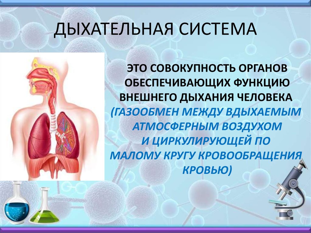 Биология презентация 8 класс дыхание