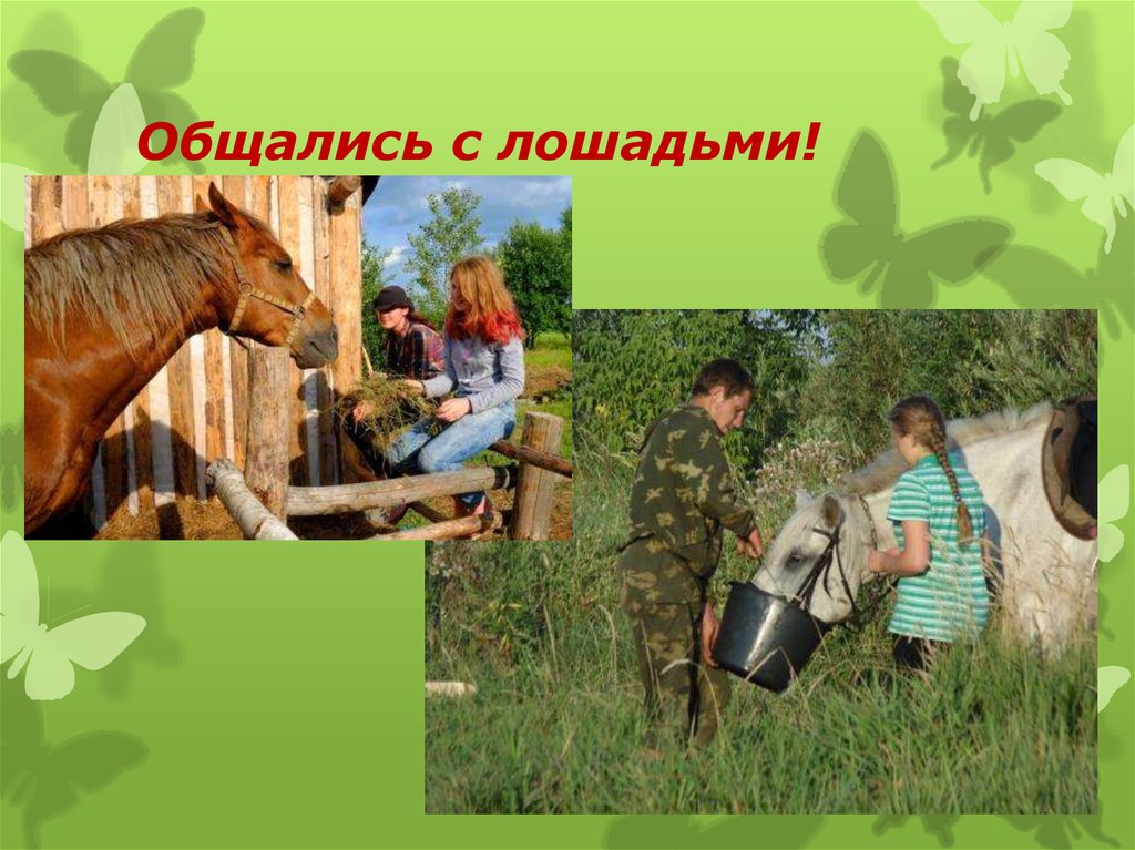 Общались с лошадьми!