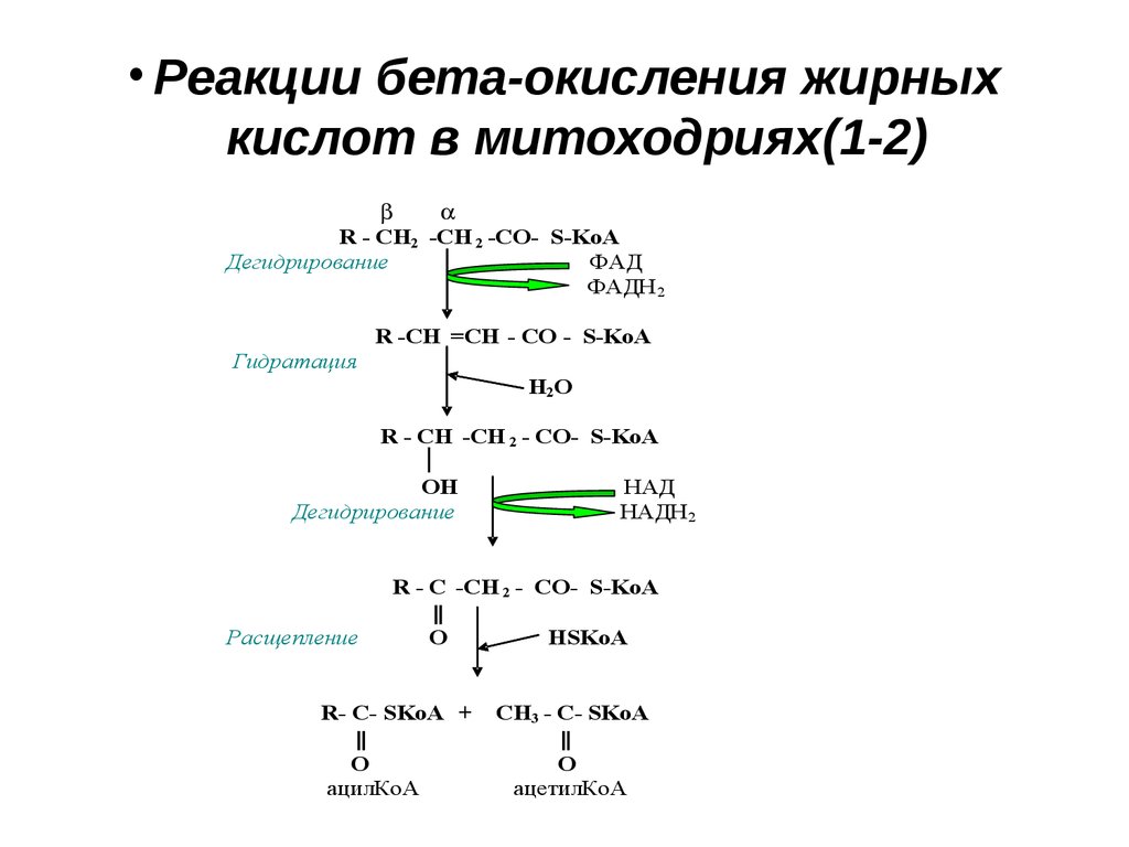 Нарушение бета окисления жирных кислот клинические рекомендации. Ключевой фермент бета окисление жирных кислот. Биологическая роль бета окисления жирных кислот. Реакции одного цикла бета окисления жирных кислот. B окисление жирных кислот биохимия.