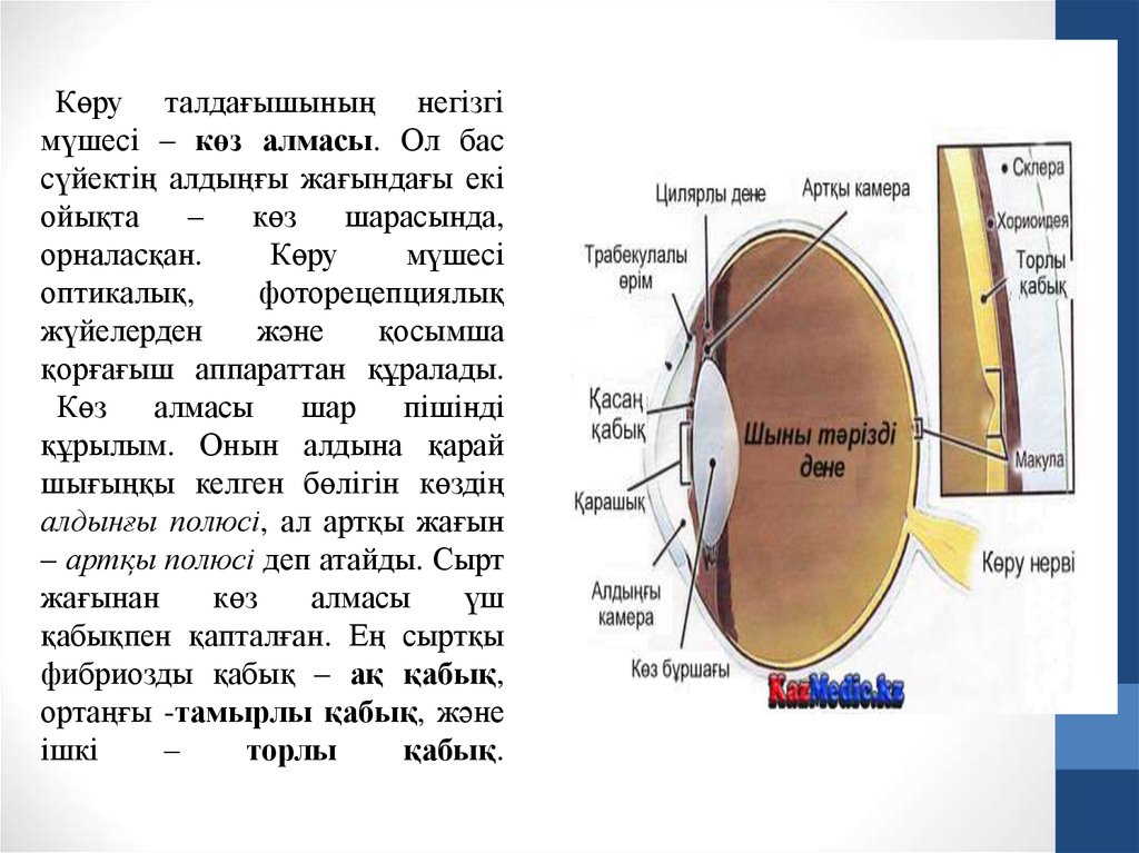 Көз құрылысы презентация