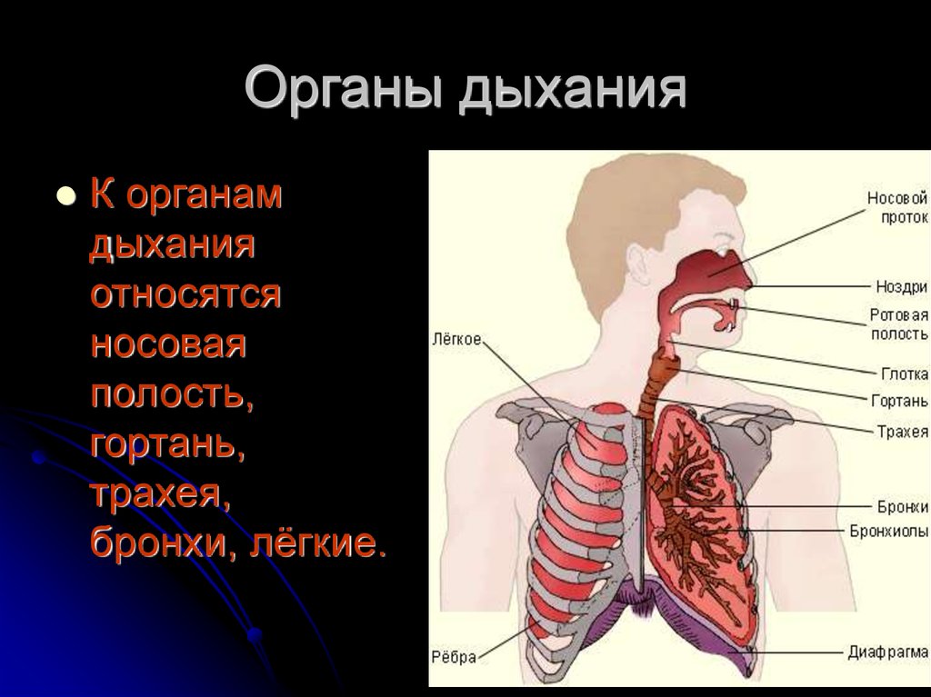 Последовательность дыхания у человека. Органы дыхательной системы. Система органов дыхания человека. Расположение органов дыхательной системы. Названия органов дыхания.