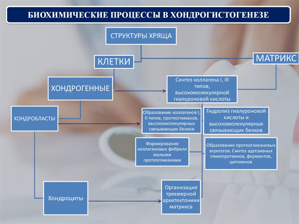 Биохимические процессы. Виды биохимических процессов. Биохимические процессы в клетке. Биохимические процессы в организме человека.