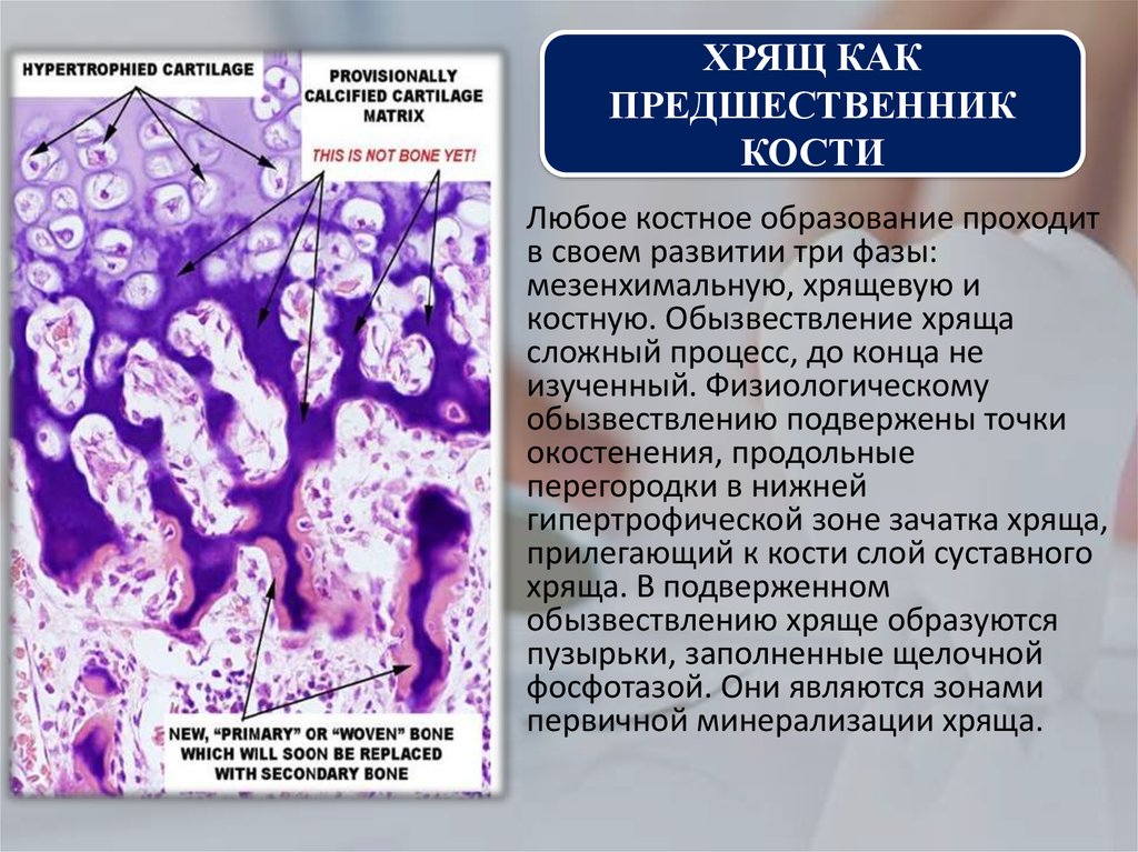 Хрящ образован. Обызвествление гиалиновый хрящ. Хрящ кости. Обызвествление хряща гистология.