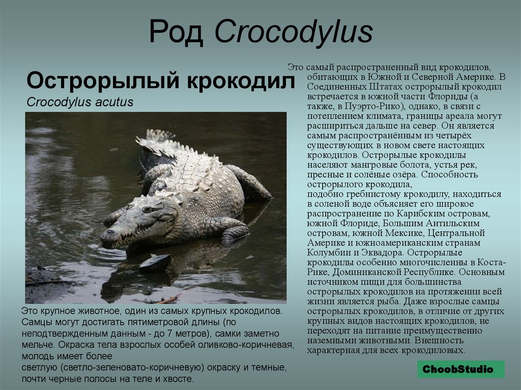 Крокодил млекопитающее или нет. Острорылый крокодил. Характеристика отряда крокодилы. Крокодилы род виды. Самый распространенный вид крокодилов.