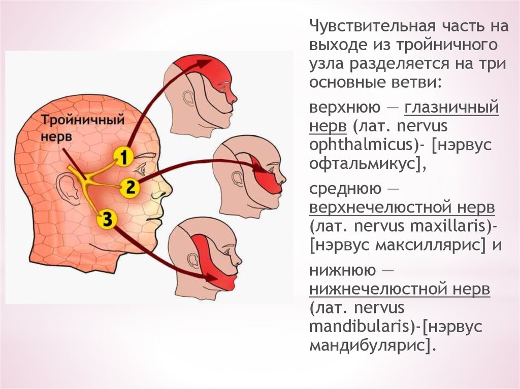 Тройничный нерв справа. Невралгия 3 ветви тройничного нерва. Невралгия тройничного нерва схема. Тройничный нерв чувствительные волокна. Поражение 2 и 3 ветви тройничного нерва симптомы.