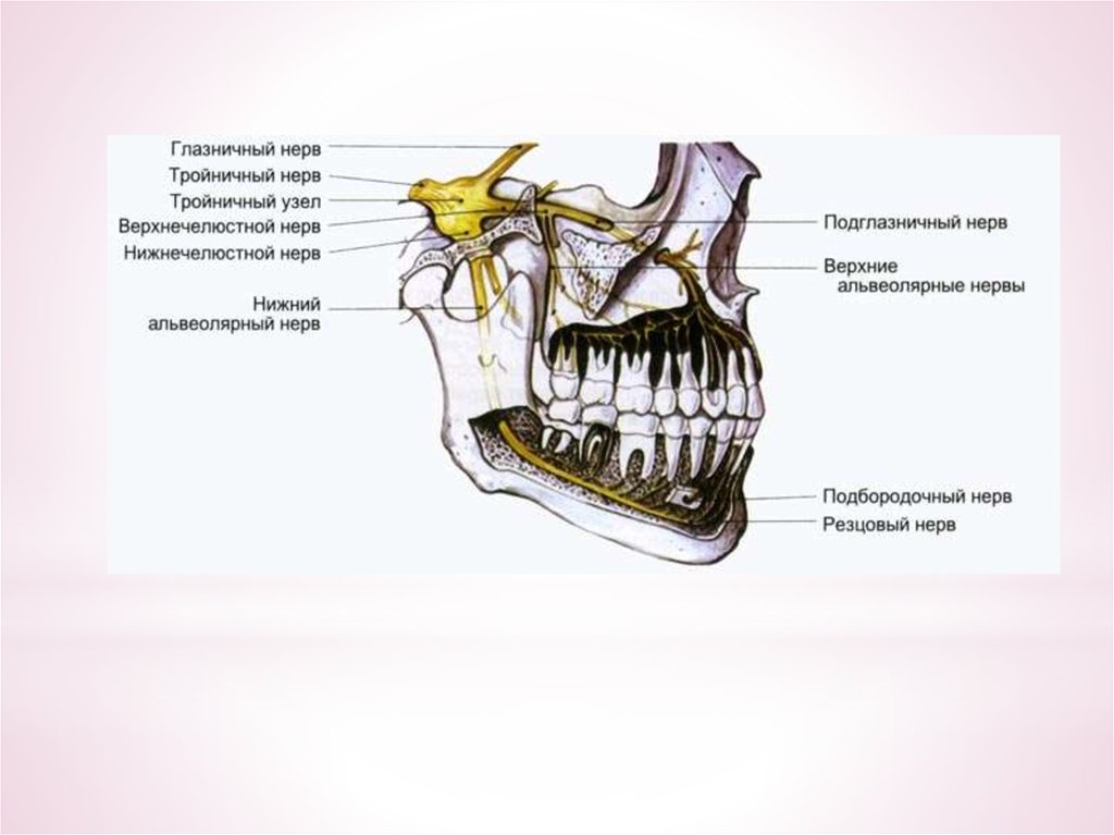Схема зубных нервов